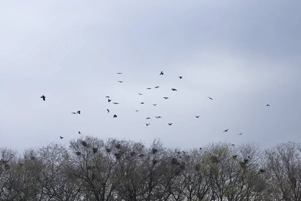 A flock of black crows flies over the tree treetop — Stock Photo, Image
