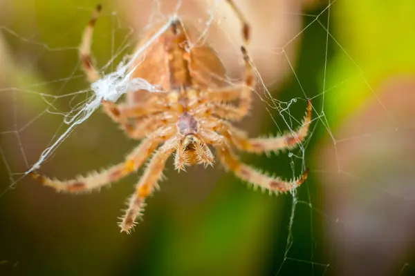 Velký oranžový pavouk na pavučině s rozmazanými zelenými a hnědými listy v pozadí — Stock fotografie