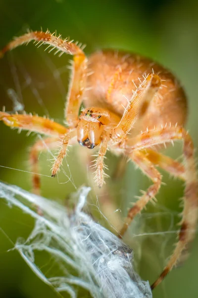 Grande ragno arancione su ragnatela con foglie sfocate verdi e marroni sullo sfondo — Foto Stock