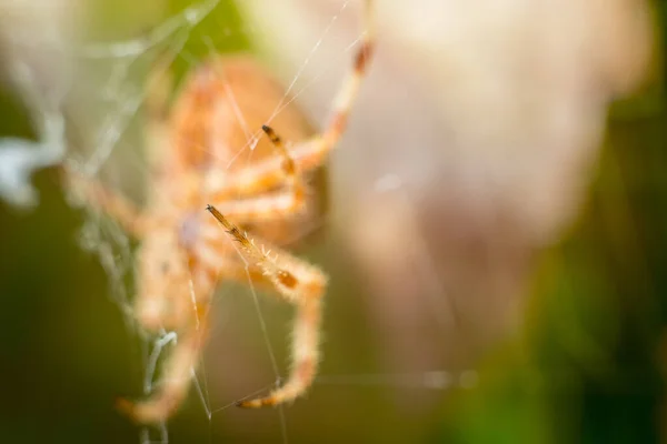 Grande gamba arancio ragno isolato con foglie sfocate verdi e marroni in background — Foto Stock