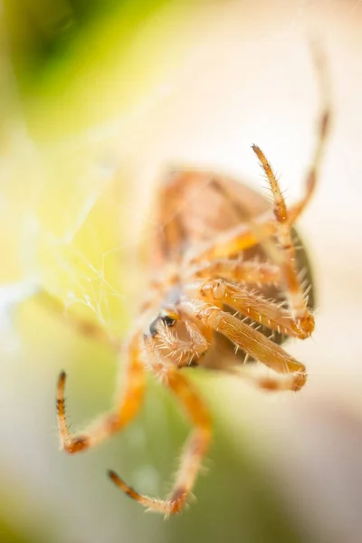 Arkaplanda bulanık yeşil ve kahverengi yaprakları olan örümcek ağındaki büyük turuncu örümcek. — Stok fotoğraf