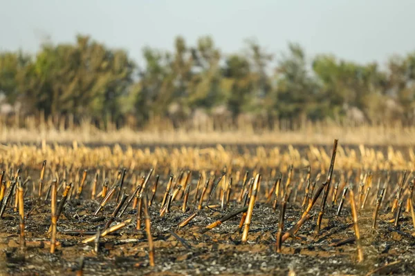 Campo de maíz después de quemado irresponsablemente, destruido y convertido en cenizas —  Fotos de Stock