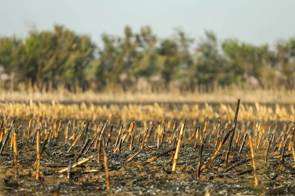 Campo di mais dopo irresponsabilmente bruciato, distrutto e trasformato in cenere — Foto Stock