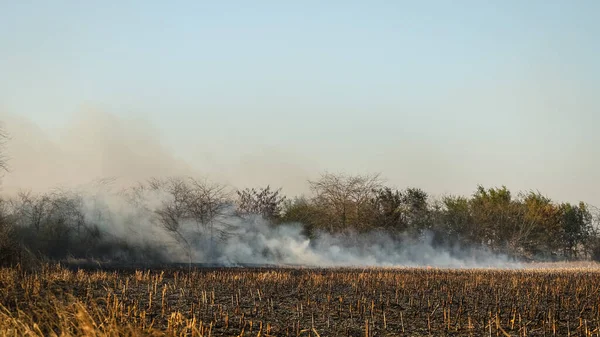 Incendie sur le champ de maïs par un agriculteur irresponsable. — Photo