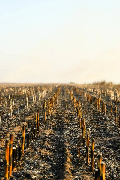 Champ de maïs après irresponsable brûlé, détruit et transformé en cendres. Champ de maïs brûlé après récolte — Photo