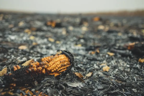Une pince de maïs sur un champ brûlé de façon irresponsable est devenue de la cendre. Champ de maïs brûlé après récolte — Photo