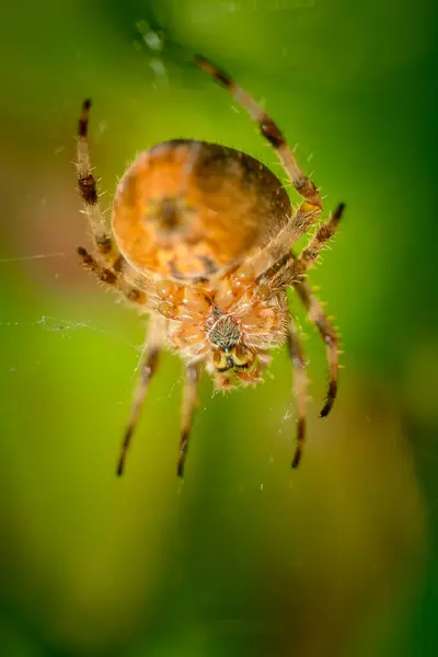 Velký oranžový pavouk na pavučině s rozmazanými zelenými listy v pozadí — Stock fotografie