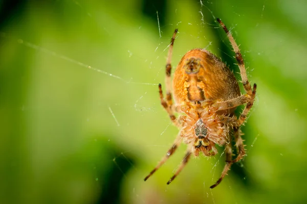 Arkaplanda bulanık yeşil yaprakları olan örümcek ağındaki büyük turuncu örümcek. — Stok fotoğraf