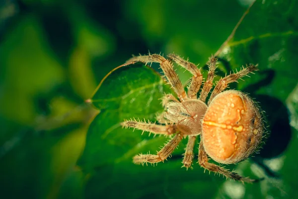 Grande ragno arancione su foglia verde con sfondo sfocato — Foto Stock