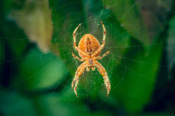 Grande ragno arancione su ragnatela con foglie verdi sfocate sullo sfondo — Foto Stock