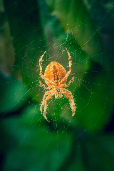 Grande ragno arancione su ragnatela con foglie verdi sfocate sullo sfondo — Foto Stock