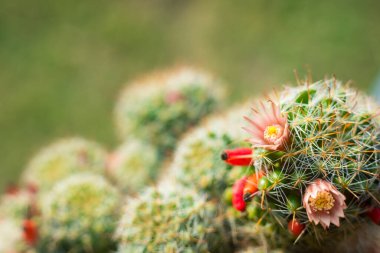 Yeşil kaktüs arka planında beyaz kaktüs dikenleri olan güzel turuncu kaktüs çiçeklerinden oluşan makroyu kapat..