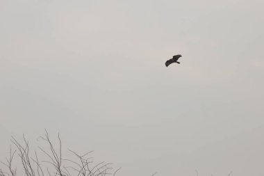 Kasvetli bulutlu bir günde gökyüzünde şahinler.