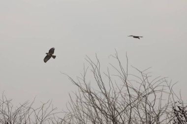 Kasvetli bulutlu bir günde gökyüzünde şahinler.
