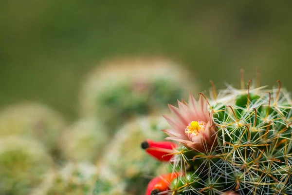 Close Macro Beautiful Orange Cactus Flowers White Cactus Spines Green — Stock Photo, Image