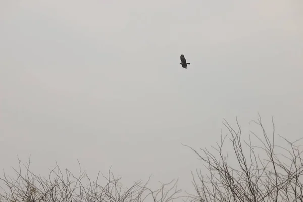 Faucons Dans Ciel Par Une Journée Nuageuse Sombre — Photo