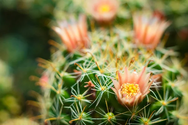 Close up macro of beautiful orange cactus flowers with white cactus spines on green cactus background.