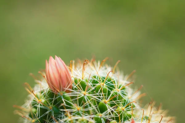 Närbild Makro Vackra Orange Kaktus Blommor Med Vit Kaktus Ryggar — Stockfoto