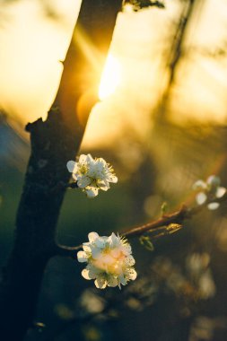 Erik ağacı dalında, baharda beyaz çiçekler ve bulanık bir arkaplan.