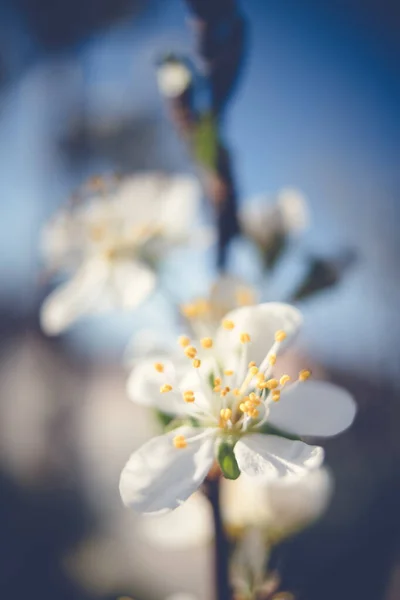 Close Plum Strom Větev Bílými Květy Jaře Modrým Pozadím — Stock fotografie