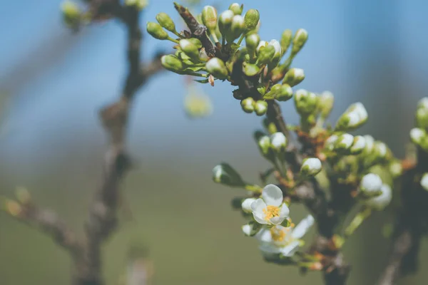 Fiori Bianchi Prugna Aperti Semi Aperti Ramo Albero Primavera Con — Foto Stock