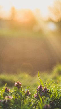 Lamium purpureum, mor ölü ısırgan otu sabahın erken saatlerinde çimlerde çiğ taneleriyle