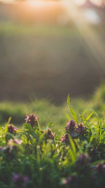 Lamium purpureum, mor ölü ısırgan otu sabahın erken saatlerinde çimlerde çiğ taneleriyle