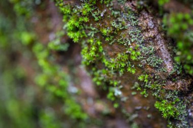 Ağaç gövdesinde yosun, makro yakın çekim, yağmurlu bir günde.