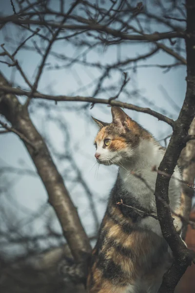 Renkli Turuncu Beyaz Siyah Kedi Ağaç Dalları Arasında Dünyayı Keşfediyor — Stok fotoğraf