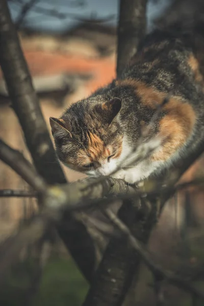Bunte Orangefarbene Weiße Und Schwarze Katze Zwischen Den Ästen Baum — Stockfoto