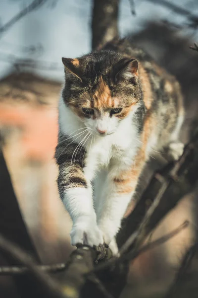 Färgglada Orange Vit Och Svart Katt Mellan Grenarna Trädet Utforska — Stockfoto