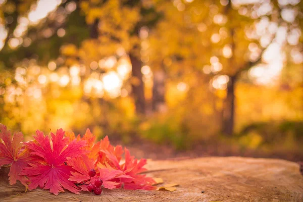 Vor dem Hintergrund des Herbstwaldes liegen im Herbst rote und gelbe Blätter und Beeren auf einem Baumstumpf. — Stockfoto