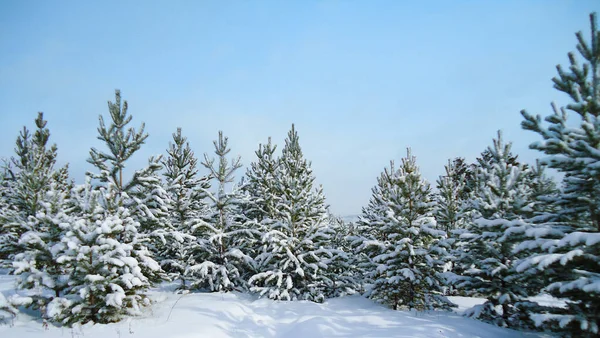 Nieuwe kerstbomen groeien in een winterbos temidden van sneeuwverschuivingen. Kleine witte dennen zijn bedekt met pluizige ongerepte sneeuw. — Stockfoto