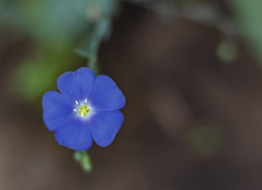 Bahçede mavi çiçek açar. Tasarım düzeni, kopyalama alanı. Yılın moda konsept rengi: 2020 Klasik Mavi.