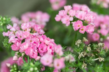 Minik pembe narin çiçekler Phlox bahçede çiçek açıyor. Bulanık makro. Yaz ya da bahar konsepti.