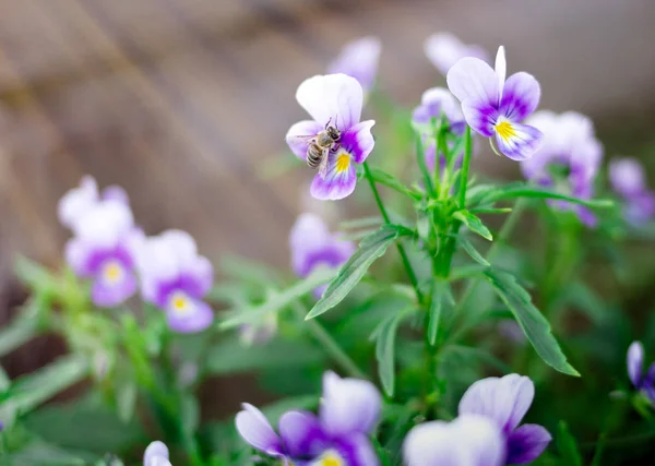 Μικρή σφήκα συλλέγει γύρη και νέκταρ από όμορφο βιολετί μωβ πανσές λουλούδια στον κήπο. Κοντινό πλάνο.. — Φωτογραφία Αρχείου