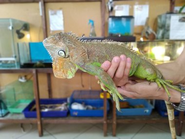 A man holds with two hands a iguana lizard in a contact zoo. clipart