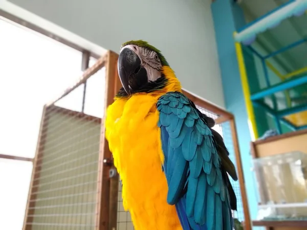 Yellow and blue color ara parrot sitting on a perch or branch in a contact zoo bottom view — Φωτογραφία Αρχείου