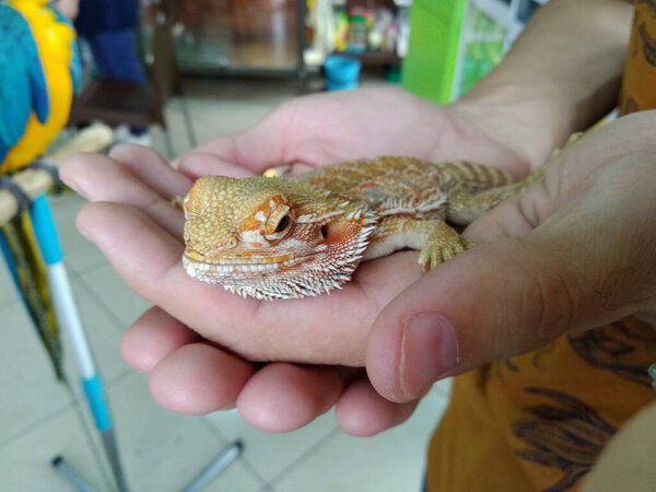 Желтая оранжевая ящерица агама греется в человеческих руках в контактном зоопарке
