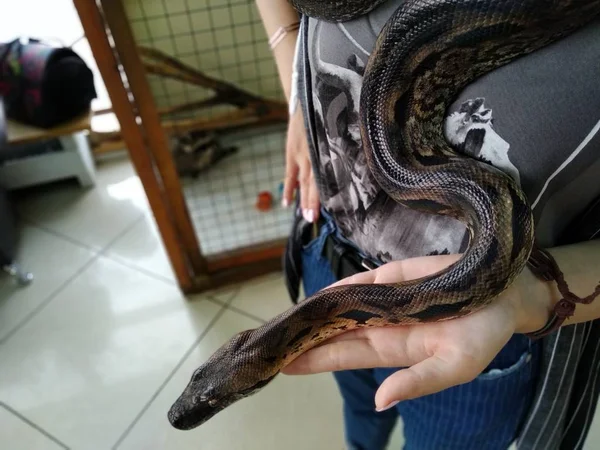 어두운 무늬의 뱀 이 가까이에 있는 동물원에서 여자 손에 기어오르는 모습 — 스톡 사진