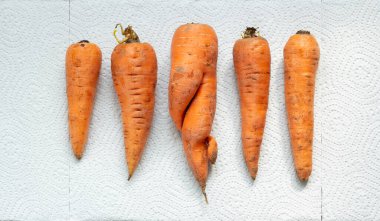 Beyaz arka planda normal sebzeler arasında çirkin, deforme olmuş bir havucun üst görüntüsü, sıfır yiyecek israfı kavramı.