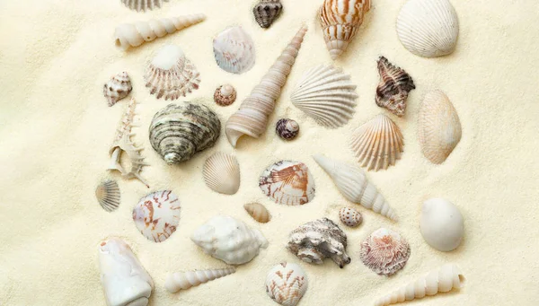 Плоское расположение ракушек на белом песке, концепция пляжного отдыха, вид сверху с копировальным пространством — стоковое фото