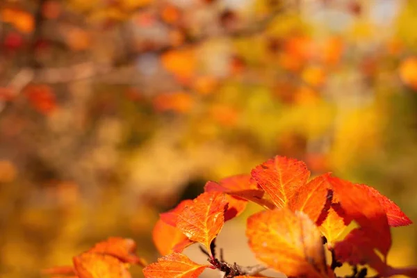 Rotes Laub von Beerenstrauch auf gelbem Hintergrund im Herbst bei sonnigem Tag, Nahaufnahme mit Kopierschutz, selektiver Fokus — Stockfoto