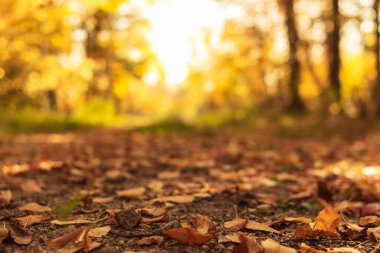 Kırsal yol güneşli bir günde sonbahar ormanında düşen kuru yapraklarla kaplıdır. Sonbahar manzarası sarı renklidir, ön odak noktasıdır, alçak açılıdır.