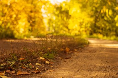 Kırsal yol güneşli bir günde sonbahar ormanında düşen kuru yapraklarla kaplıdır. Manzaralı sonbahar manzarası sarı renk, ön odak, alçak açı.