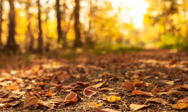 Landstraße Ist Mit Abgefallenen Trockenen Blättern Herbstwald Sonnigen Tagen Bedeckt — Stockfoto