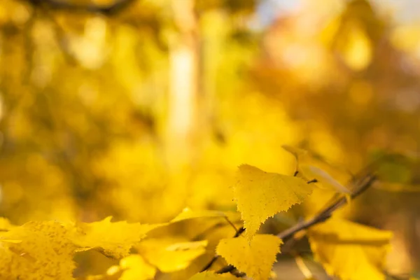 Birkenzweig Verschwommenen Herbstwald Bei Sonnigem Tag Herbstkonzept Mit Kopierraum Gelber — Stockfoto