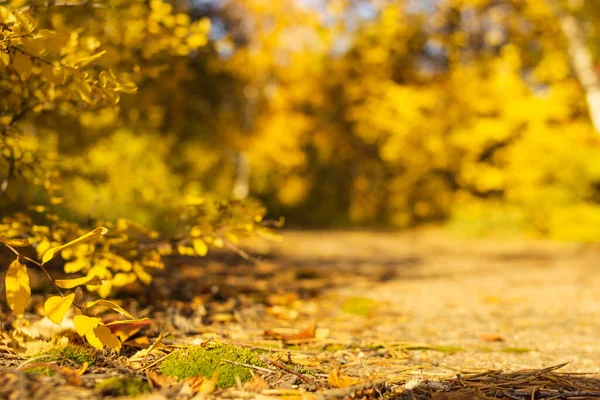 Landstraße Mit Moos Tannennadeln Und Abgefallenen Trockenen Blättern Herbstwald Bei — Stockfoto
