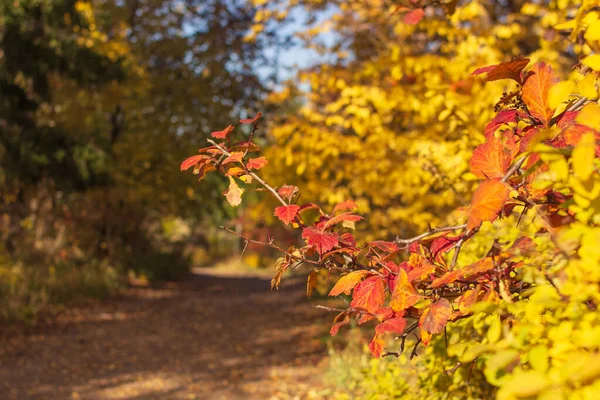 Roter Ast Und Feldweg Mit Abgefallenen Trockenen Blättern Herbstwald Bei — Stockfoto