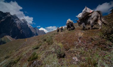 Everest Dağı'nın doğu yamacında yürümek yaks